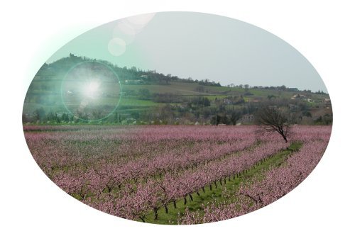 peschi in fiore