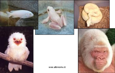 albinisme animaux