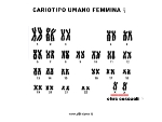 cariotipo umano femmina