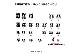 cariotipo maschio specie umana