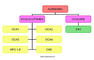 Schema: classificazione albinismo