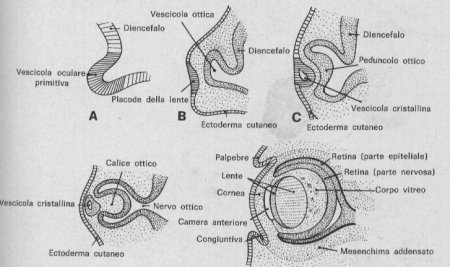 Come si originano i melanociti retinici (RPE, IPE)