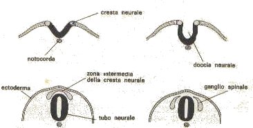 Come si originano i melanociti epidermici, follicolari e oculari uveali