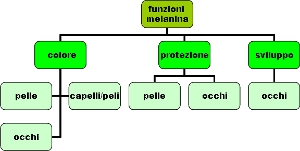 Schema: funzioni della melanina