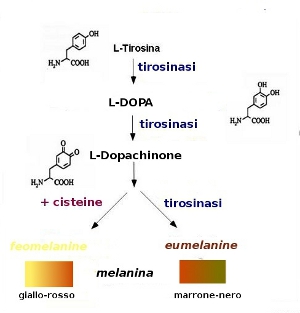 schema: sintesi melanina