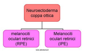 origine dei melanociti oftalmologici