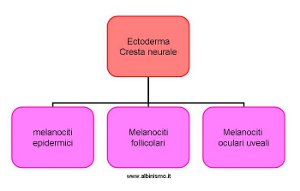 origine dei melanociti pigmentari