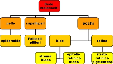 schema: sede dei melanociti