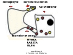 mature melanosomes transfer in melanocyte dendrites