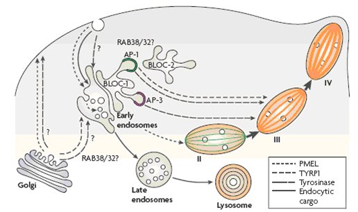 Boigenesi dei melanosomi/endosomi/lisosomi