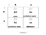 quadrato di Punnett: eredità autosomica recessiva-genitori portatori sani