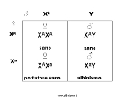 quadrato di Punnett: eredità recessiva X-linked con madre portatrice sana e padre sano