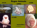 Regno animale