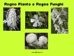 Albinismo immagini: albinismo nel Regno Piante e nel Regno Funghi